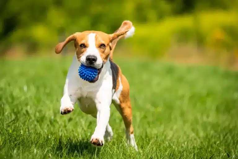Dog Park